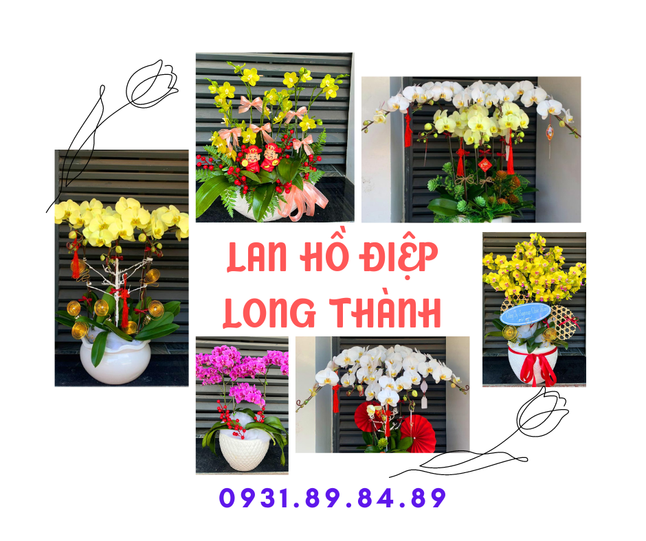 Lan Hồ Điệp Long Thành - Nâng Tầm Không Gian Sống Của Bạn